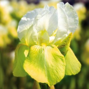 Iris germanica Tulip Festival
