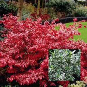 Euonymus alatus Burning Bush