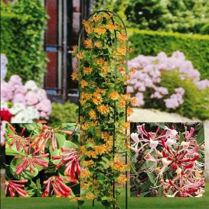 Lonicera Coll. Bi-Colour/Golden/Red P9