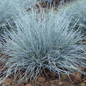 Festuca glauca Elijah Blue 10 cm Pot