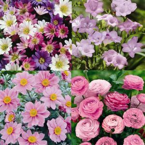 Old Fashioned Favourites garden
