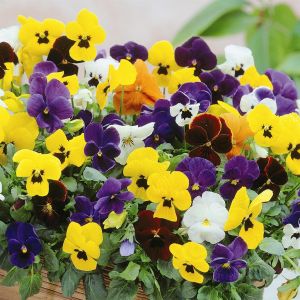 Viola pansy hybrids 9cm