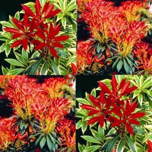 Pieris combo Flaming Silver/Forest Flame P9 (2x1)