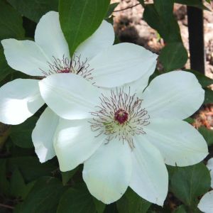 Clematis Miss Bateman P9