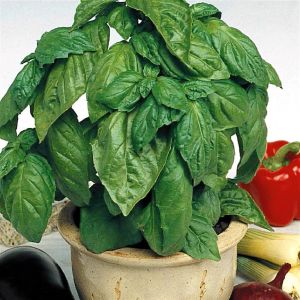 Basil Sweet seed bag