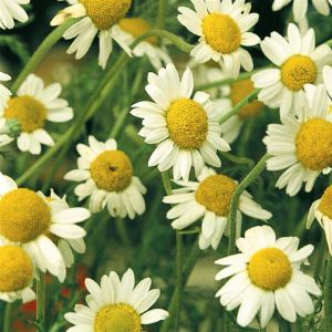 Camomille Mayweed seed bag