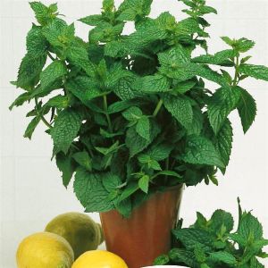 Peppermint seed bag Picture