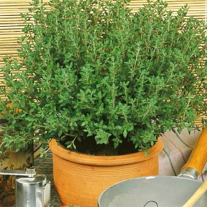 Thyme seed bag Picture