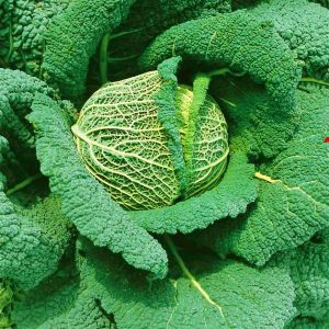 Savoy Cabbage Winterking