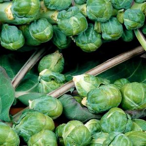 Brussels Sprouts Roodnerf seed bag