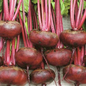 Beetroot Egyptian turnip rooted seed bag