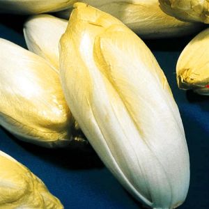Chicory Witloof seed bag