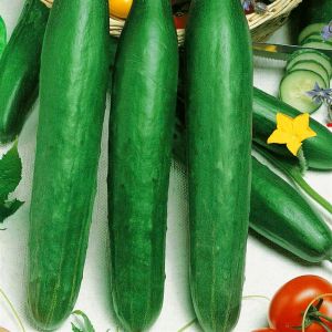 Cucumber Chinese snake Seed Bag Picture