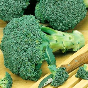 Broccoli Calabria seed bag