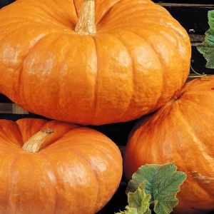 Pumpkin Red Etampes Seed Bag