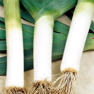 Leek bluegreen Winter Seed Bag Picture