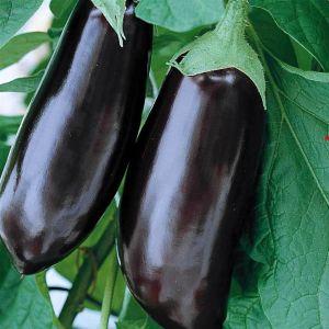 Aubergine early long purple seed bag
