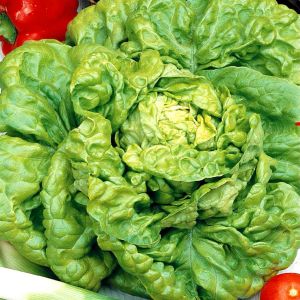 Lettuce all year round seed bag