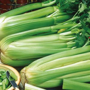 Celery Pascal seed bag