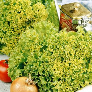 Lettuce Lollo Bionda seed bag