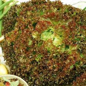 Lettuce Lollo Rosa seed bag