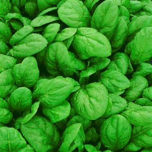 Spinach Spinnaker seed bag