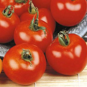 Tomato Moneymaker Seed Bag Picture