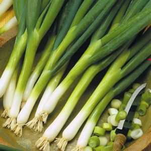 Spring Onion Ishikura