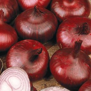 Onion Improved Brunswick