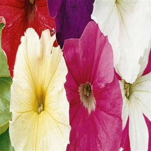 Petunia dwarf mixed Seed Bag Picture