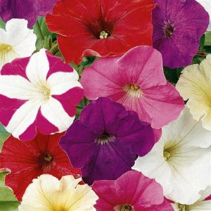 Petunia dwarf mixed Seed Bag Picture