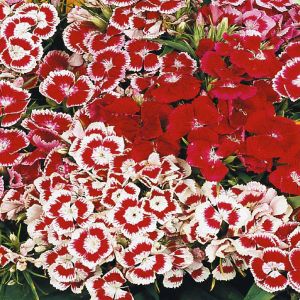 2 4260 Sweet William 'Wee Willie'
