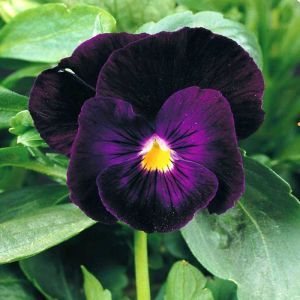 Viola pansy 'Berna' Seed Bag Picture