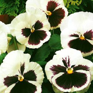 Viola pansy 'Silverbride' Seed Bag Picture