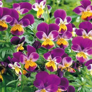 Viola pansy 'Johnny Jump Up' Seed Bag Picture
