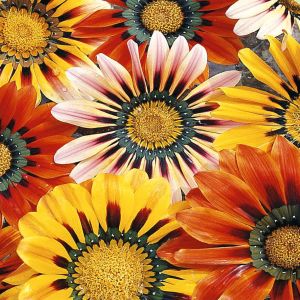 4 4310 Gazania 'Sunshine'