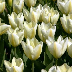 Tulip Purissima 10/11 cm