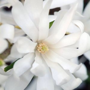 Magnolia stellata P9