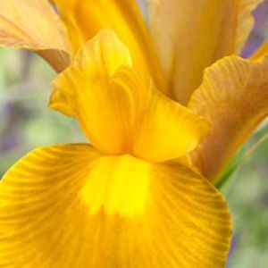 Iris hollandica Autumn Princess 6/7