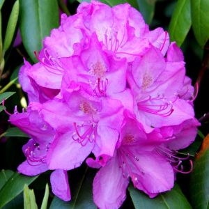 Rhododendron Roseum Elegance 13 cm pot