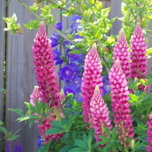 Lupinus 'Russel Hybrids' pink P9