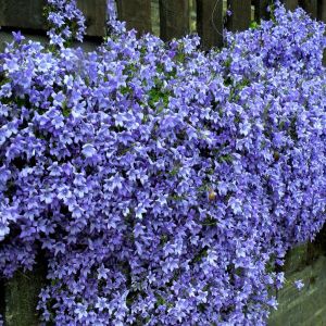 Campanula portenschlagiana Royal  6 cm pot