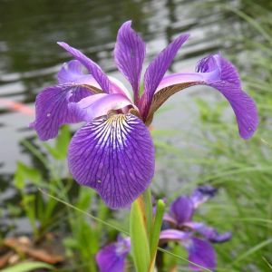 Iris virginica Gerald Darby (wetland  iris)