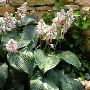 Hosta sieboldii 9 cm