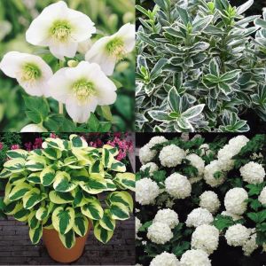 White shade garden shrubs and perennials