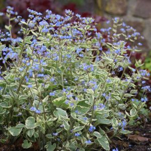 Brunnera macrophylla variegata 9 cm pot