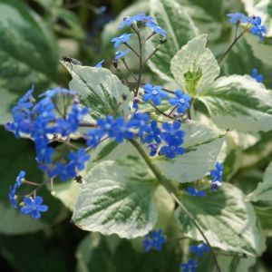 Brunnera macro Variegata 02