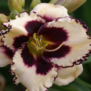 Hemerocallis Sabine Baur