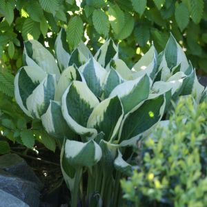 Hosta fortunei 'Patriot'