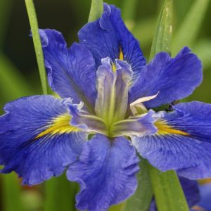 Iris Louisiana 'All Agaze'